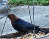 Brown-headed Cowbird