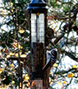 Hairy Woodpecker