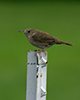 Northern House Wren