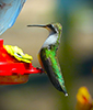 Ruby-throated Hummingbird