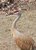 Sandhill Crane