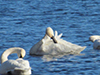 Trumpeter Swan