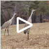 Sandhill Crane