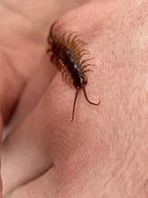 brown centipede 02