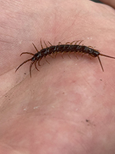 brown centipede 03