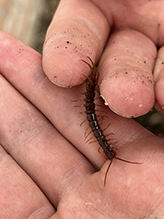 brown centipede 04