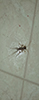house centipede