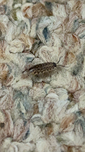 brickwork woodlouse 07