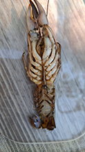 Click to enlarge virile crayfish 03