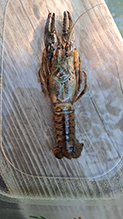 virile crayfish - Featured photo