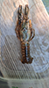 virile crayfish