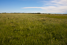 Felton Prairie SNA, Blazing Star Unit