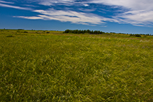 Felton Prairie SNA, Blazing Star Unit