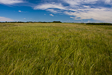 Felton Prairie SNA, Blazing Star Unit
