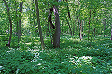 Liable Woods