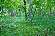 Liable Woods