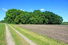 Liable Woods