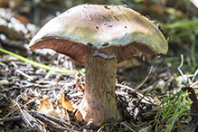Atkinson’s Fungus