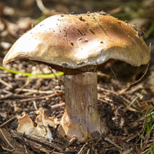 Atkinson’s Fungus