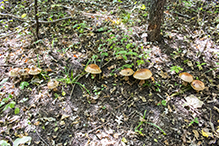 Atkinson’s Fungus