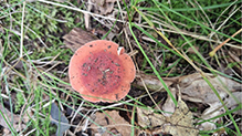 Click to enlarge Beautiful Russula 12