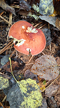 Click to enlarge Beautiful Russula 12
