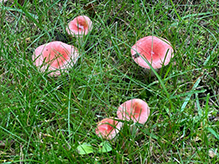 Click to enlarge Beautiful Russula 14