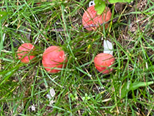 Click to enlarge Beautiful Russula 15