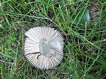 Click to enlarge Beautiful Russula 16