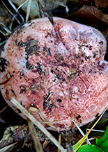 Click to enlarge Beautiful Russula 17