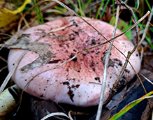 Click to enlarge Beautiful Russula 18