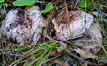 Click to enlarge Beautiful Russula 19