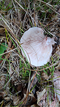 Click to enlarge Beautiful Russula 20