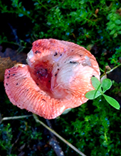 Click to enlarge Beautiful Russula 21