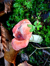 Click to enlarge Beautiful Russula 22