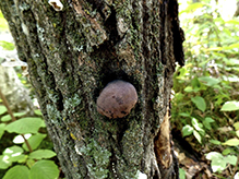 Click to enlarge Carbon Balls 01