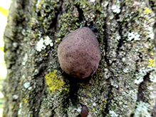 Click to enlarge Carbon Balls 02