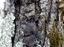 Click to enlarge Carbon Balls 03