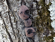 Click to enlarge Carbon Balls 04
