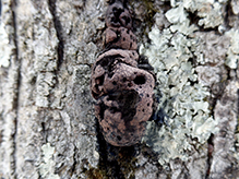 Click to enlarge Carbon Balls 05