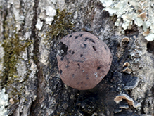 Click to enlarge Carbon Balls 06