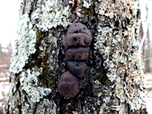 Click to enlarge Carbon Balls 07