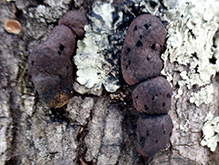 Click to enlarge Carbon Balls 08