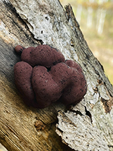 Click to enlarge Carbon Balls 10