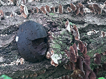 Click to enlarge Carbon Balls 11