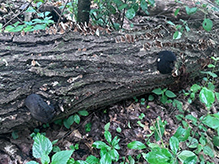 Click to enlarge Carbon Balls 12