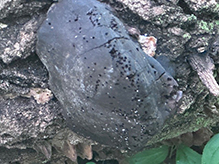 Carbon Balls - Featured photo