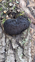 Click to enlarge Carbon Balls 14