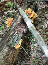 Chicken of the Woods 51