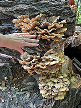 Click to enlarge Chicken of the Woods 54